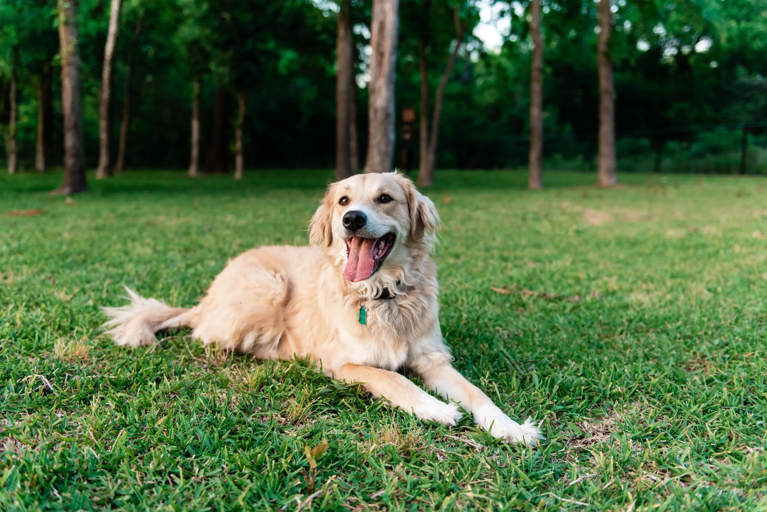 Golden retriever smiling and panting laying in the grass at a park off leash. The dog is looking at the camera and has a green collar tag. There are trees in the background as the grass meets a forest line.